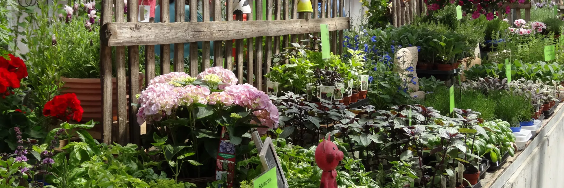 Jungpflanzen Jungpflanzen