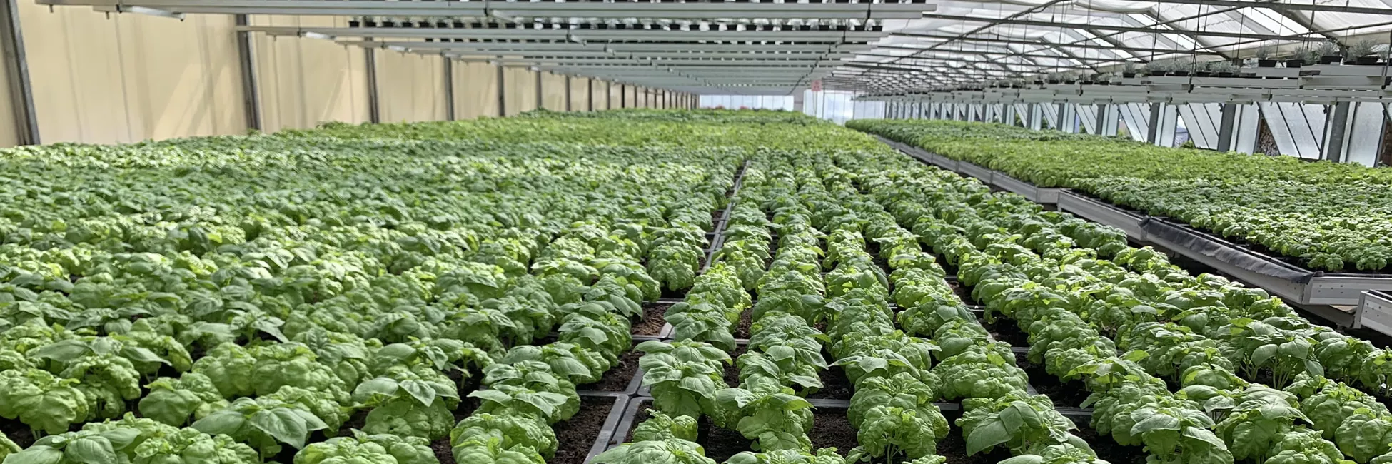 Basilikum im Gewächshaus Basilikum im Gewächshaus